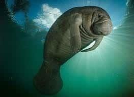 Declaran extinto al dugongo, uno de los gigantes más mansos del océano