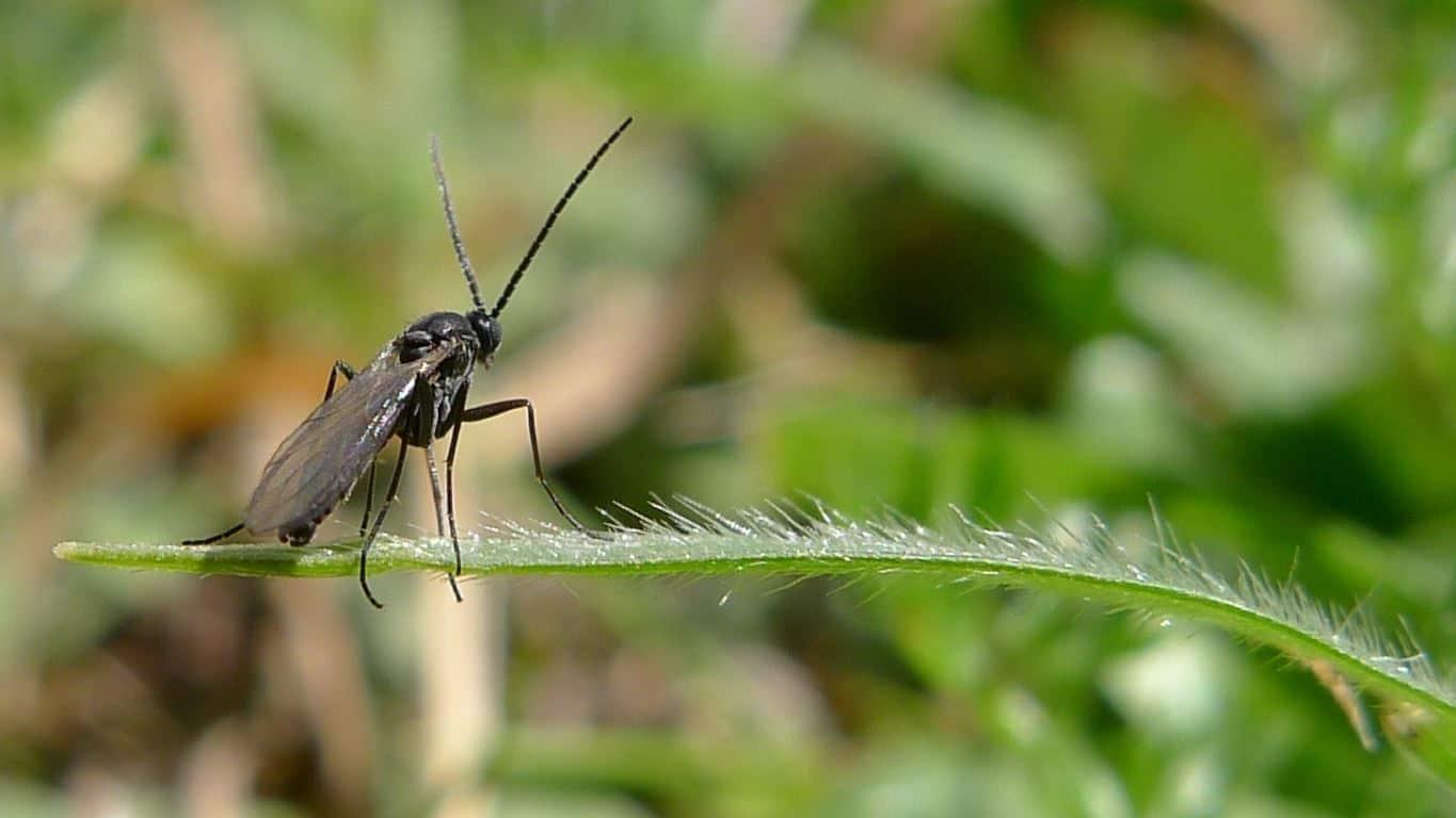 Advierten de plaga de la mosca negra en cultivos de higo