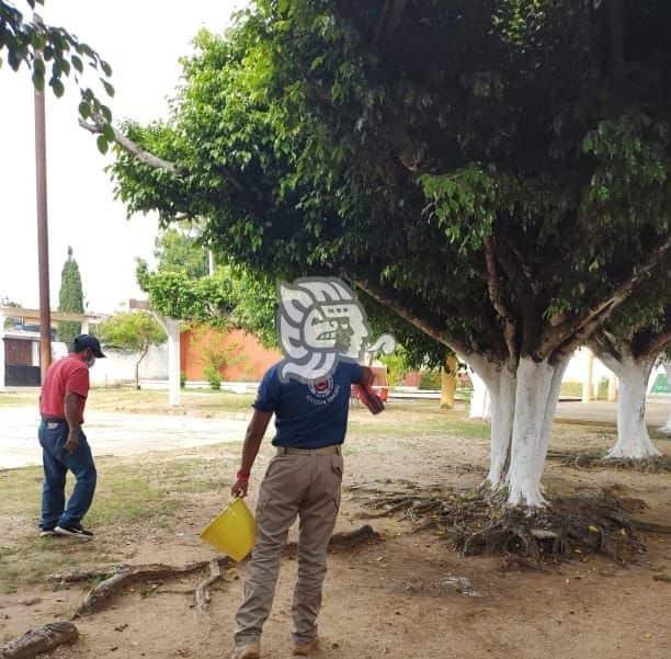 Enjambre de abejas alarmó a estudiantes de la Morelos en Acayucan