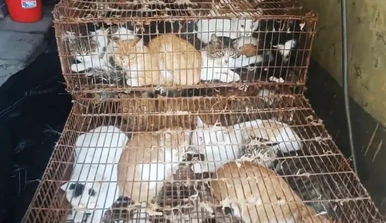 Rescatan a 150 gatos en China; iban a ser vendidos para consumo humano