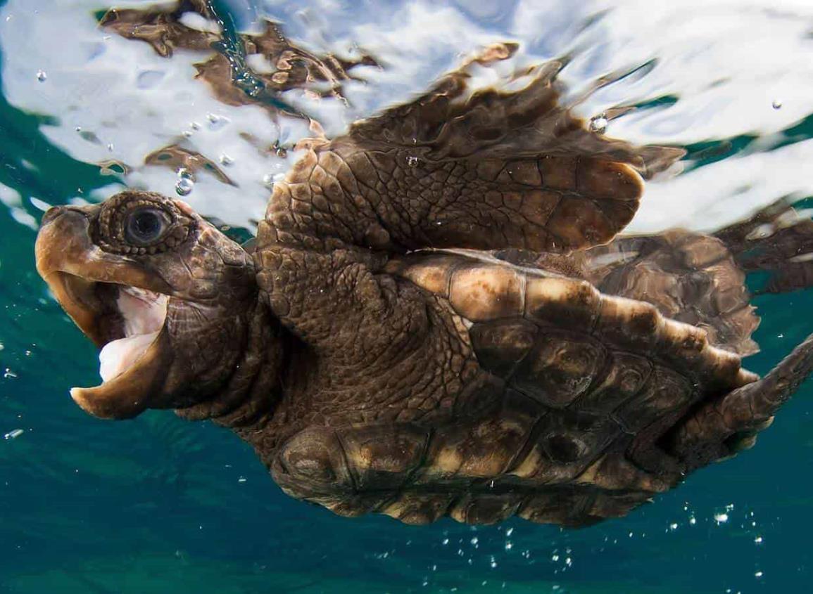 Más de 1,1 millones de tortugas marinas cazadas furtivamente desde 1990