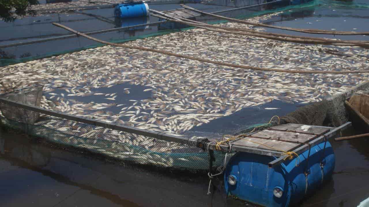 Industria juguera causa mortandad de peces en río Nautla