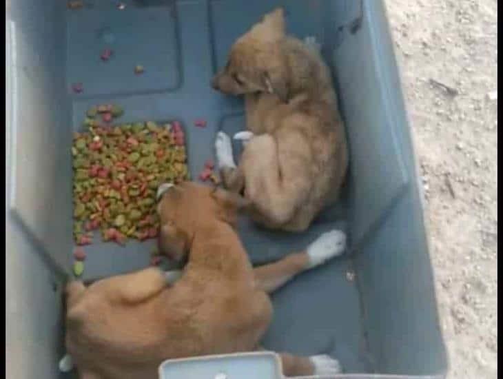 Participa Mendoza en jornada de esterilización canina masiva en América Latina