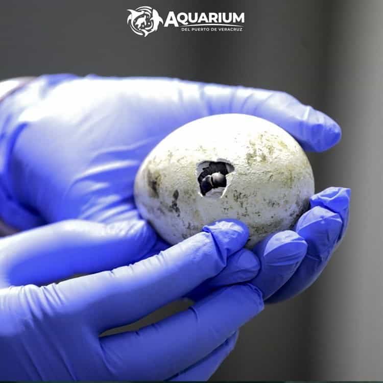 Lanzarán convocatoria para elegir nombres de pingüinos del Aquarium de Veracruz