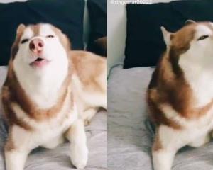 Te amamos perrito simulacro; conoce al husky con alarma sísmica incluida (Video)