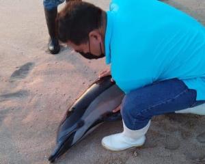 Delfín muere de un paro cardiorrespiratorio en playas de Mazatlán