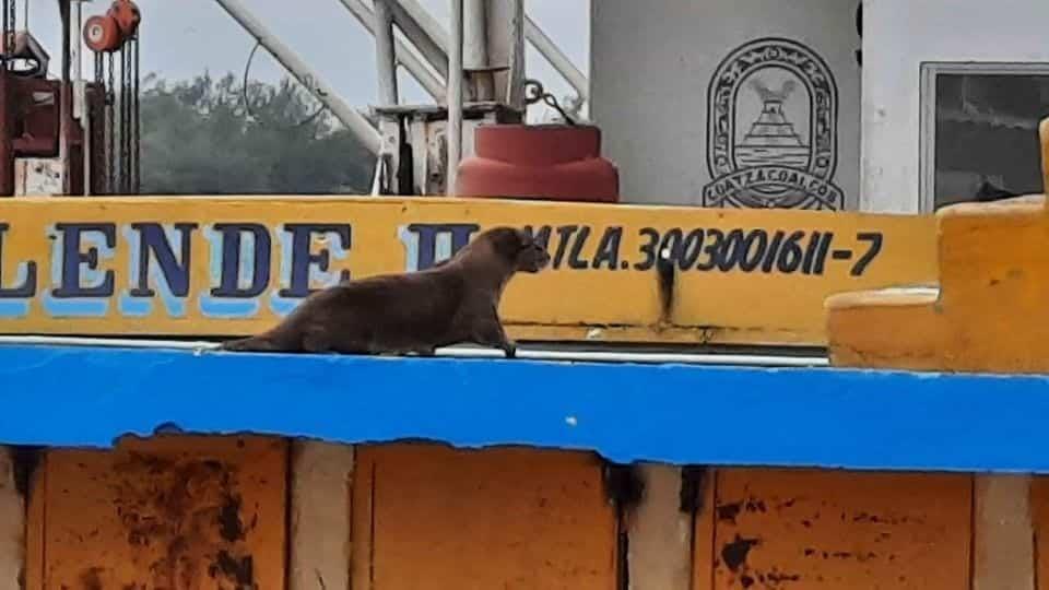 Captan nutria en el paso de lanchas; piden preservar fauna en Coatzacoalcos