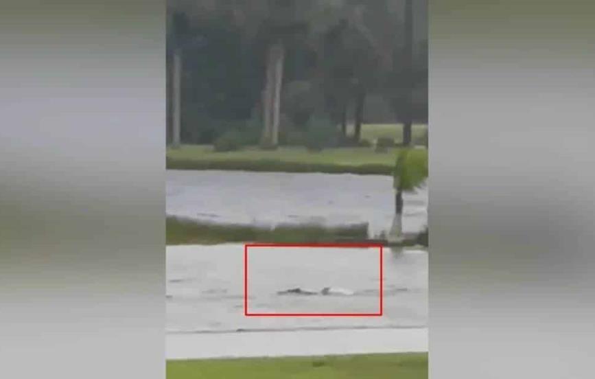 Video: Captan a tiburón nadando en calles de Florida por efecto de huracán Ian