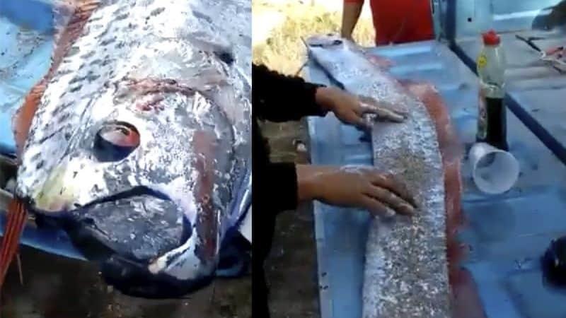 Captura de pez remo genera temor en Sinaloa, esta es la razón
