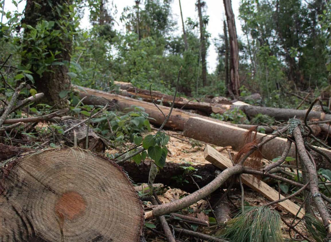 Crimen organizado cobra piso y se apodera de producción forestal