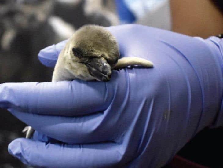 ¡Pingüinos bebé del Aquarium de Veracruz ya tienen nombre!