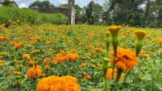 Se pintan de naranja los campos de Veracruz con el cempasúchil