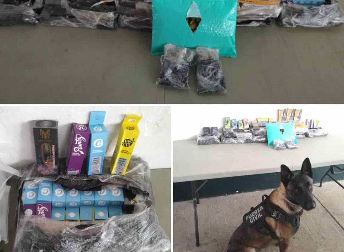 Agente canino descubre vapeadores en centro de paquetería de Xalapa