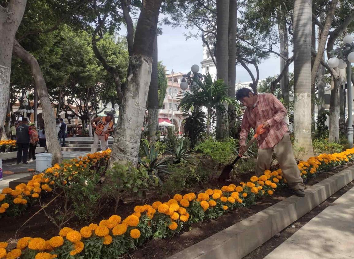 Se viste de cempasúchil el zócalo de Veracruz; adornan jardineras por Día de Todos los Santos