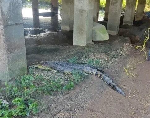 Familia se encuentra un cocodrilo saliendo de su casa en Minatitlán