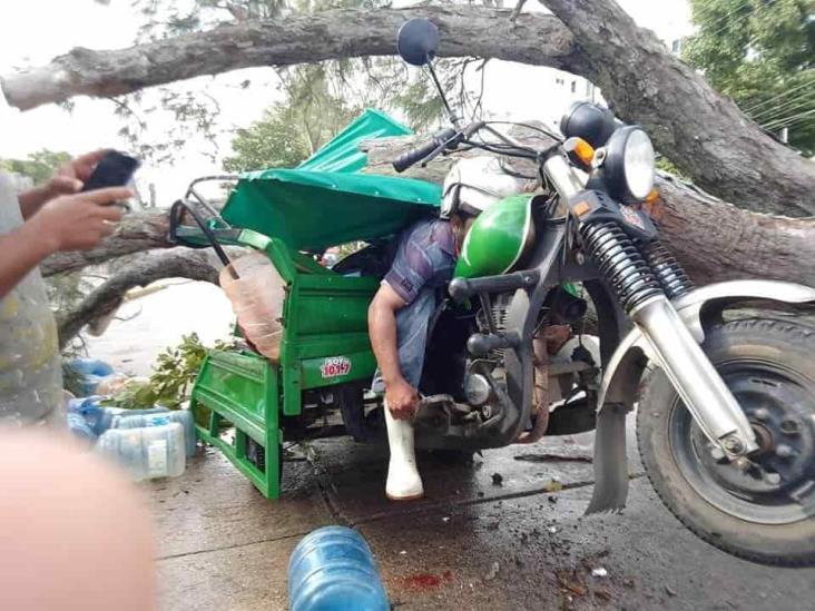 Repartidor de agua murió al ser aplastado por un árbol de pino en el viejo Malecón