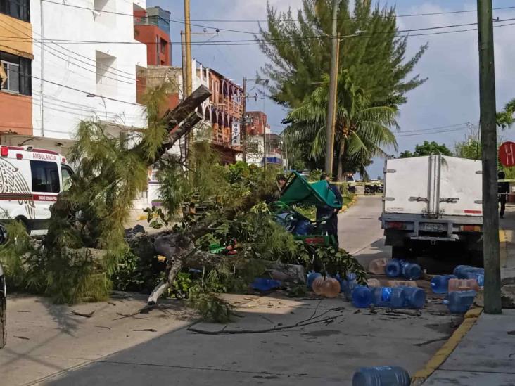Repartidor de agua murió al ser aplastado por un árbol de pino en el viejo Malecón
