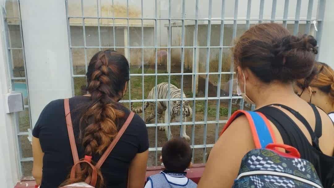 Darán mantenimiento a estancias del zoológico de villa Allende
