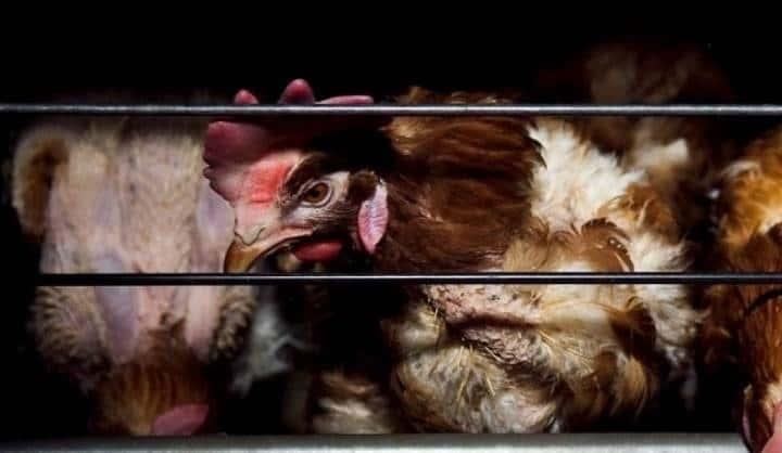 Detectan gripe aviar H5N1 en granja de Nuevo León; instalan cuarentena