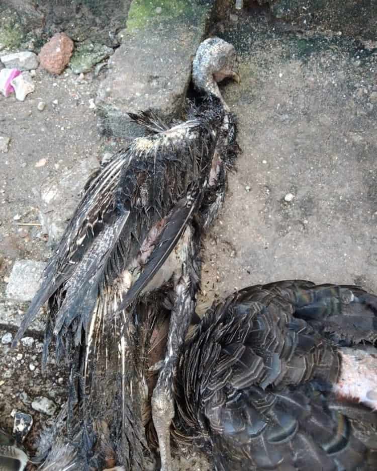 Mueren aves de corral por olor a amoniaco en Minatitlán