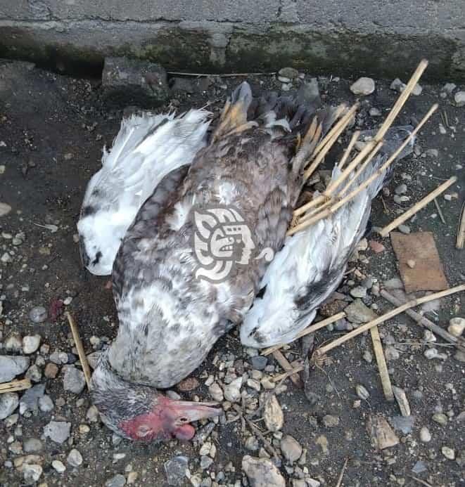 Mueren aves de corral por olor a amoniaco en Minatitlán