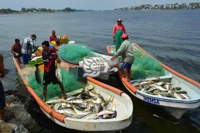 Frentes Fríos permiten mayor producción de especies marinas: pescadores de Veracruz