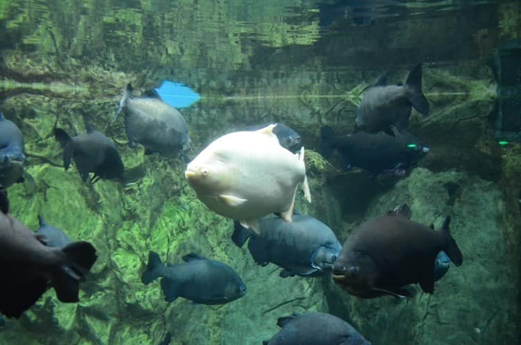 Abarrotan el Aquarium de Veracruz en otro martes de acceso gratuito