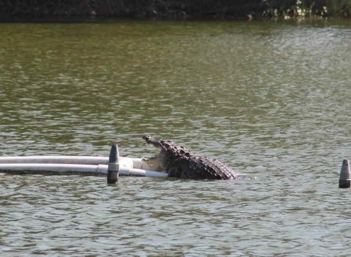 Dron capta a cocodrilo en Laguna del Malibrán, en Veracruz