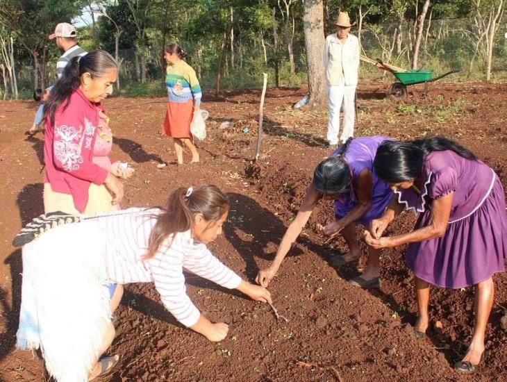 Inician proyectos de huertos comunitarios en Soteapan