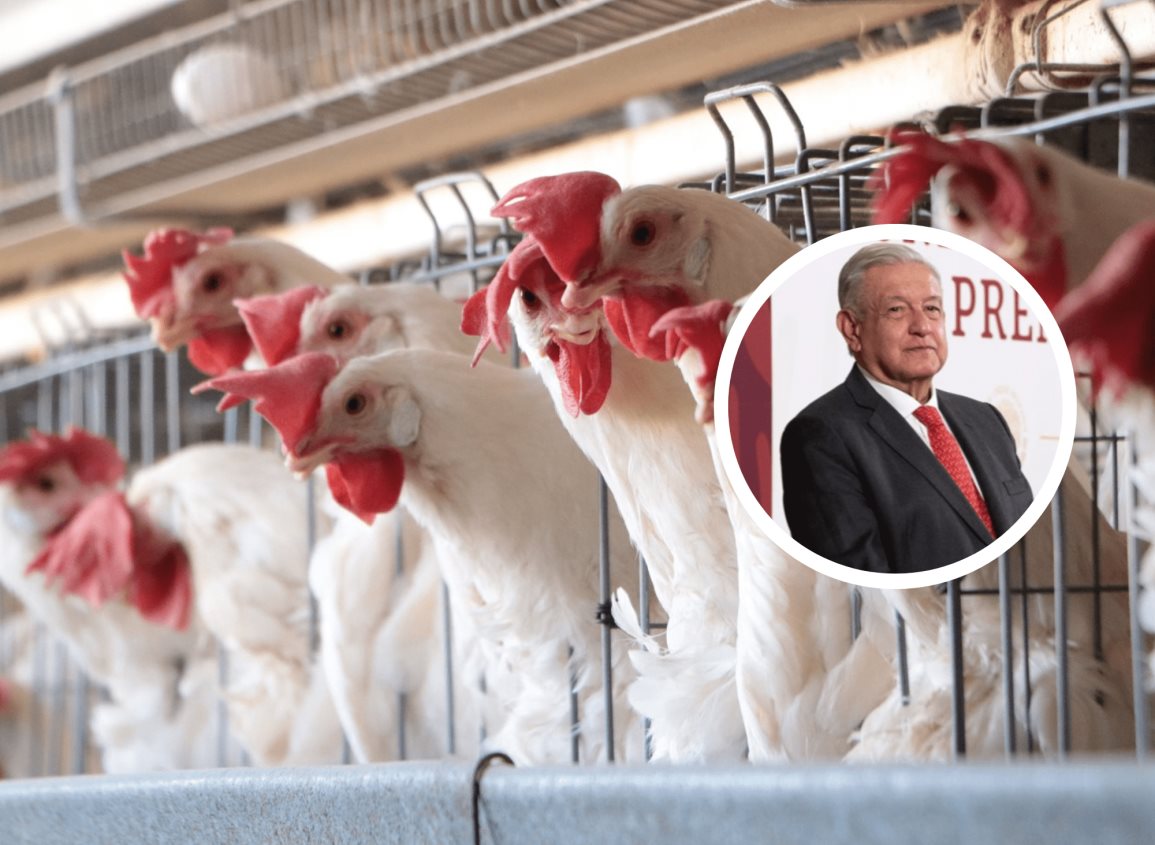 Brote de gripe aviar no significa un riesgo para la salud pública: AMLO