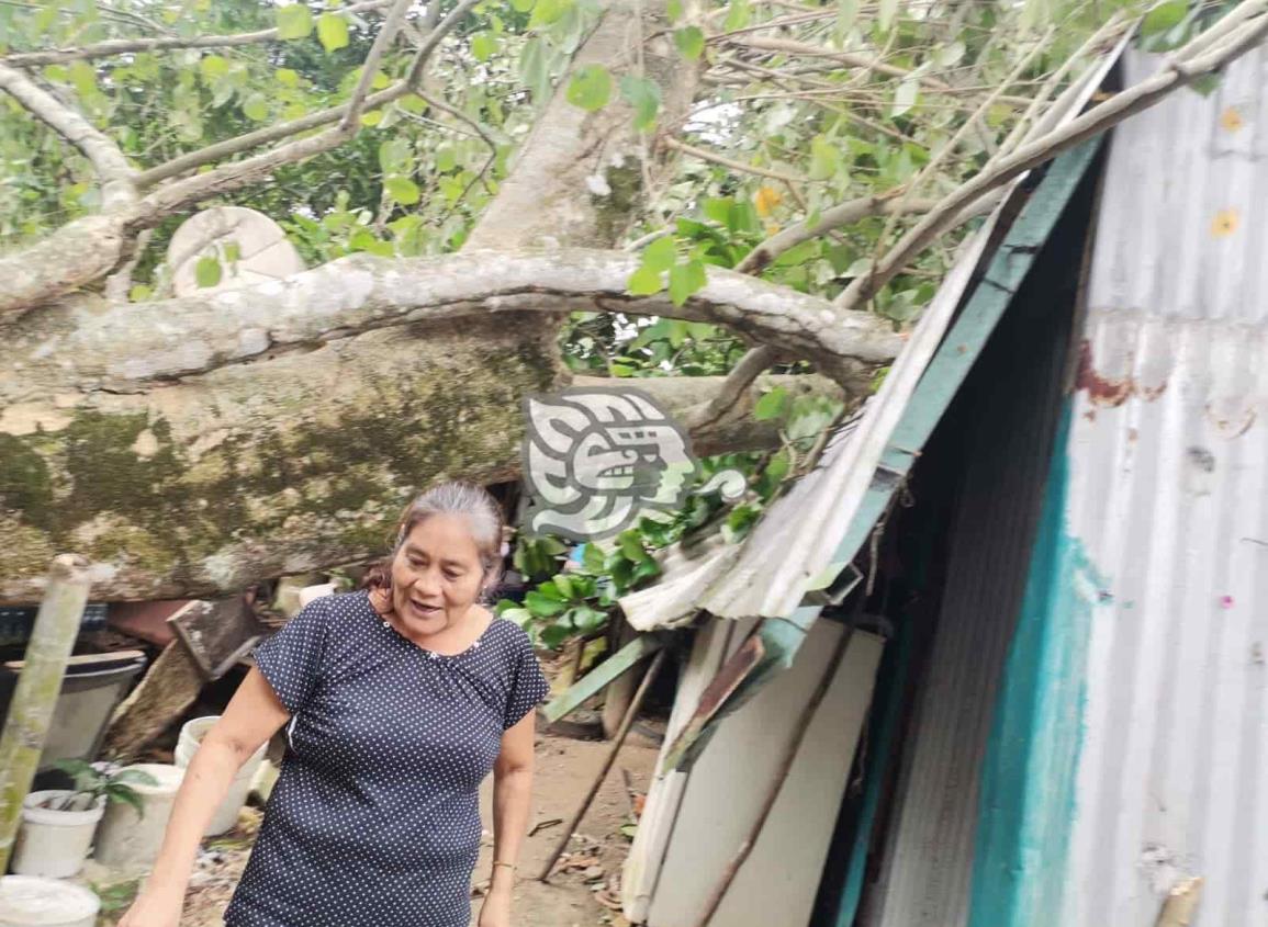 El viento tira un árbol y casi destroza una vivienda de lámina (+Video)