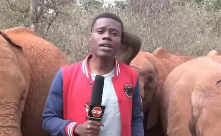 ¡Inesperada sorpresa! , elefante le roba el show  a reportero, ve aquí qué pasó (+Video)