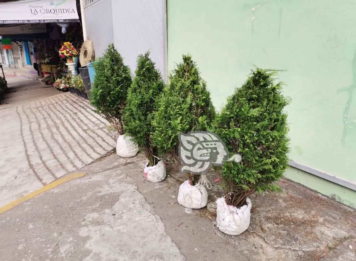 Vendedores de pinos naturales ven repunte de ventas en Nanchital