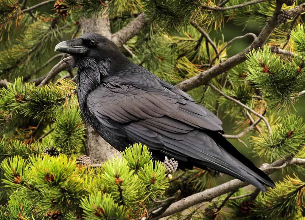 Cuervos vuelven al Parque Pico de Orizaba; preocupa saqueo de nidos
