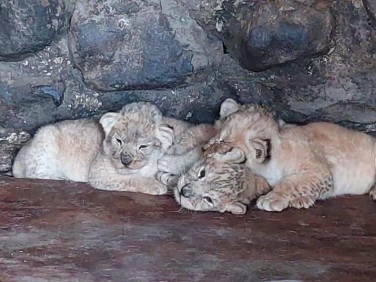 Nacen cuatro leones más en el Paseo del Río Orizaba