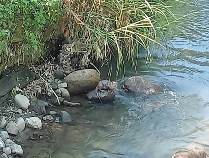 Avistan nutrias en río Orizaba; piden a ciudadanos no molestarlas (+Video)