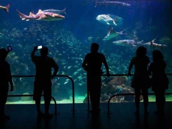Récord en Aquarium de Veracruz; recibió más de 100 mil visitas en Semana Santa