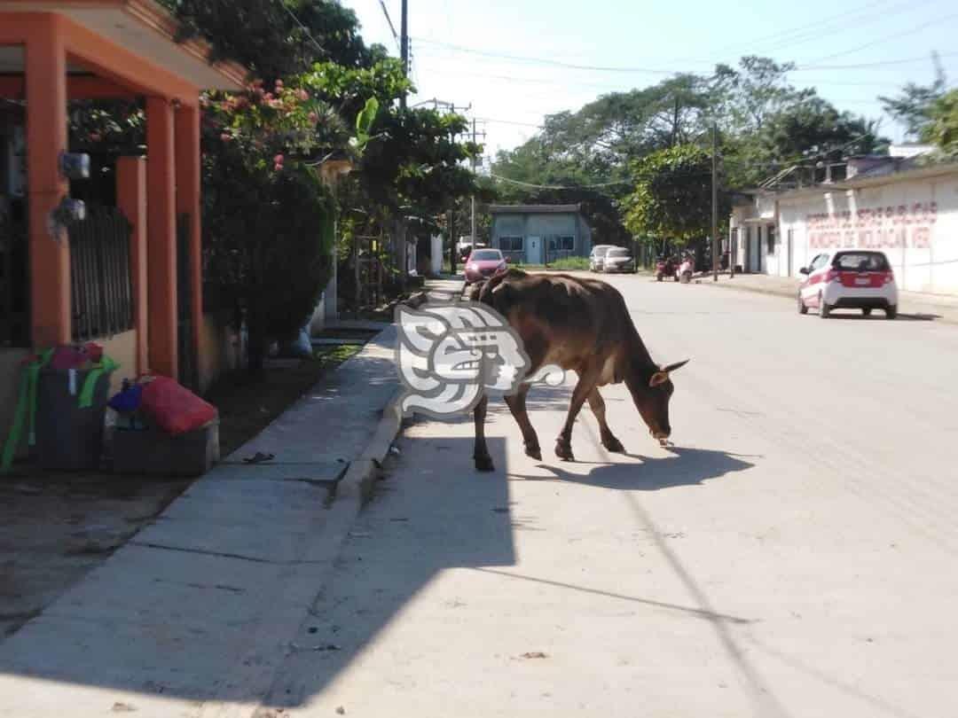 Ganado en calles de Villa Cuichapa, problema interminable