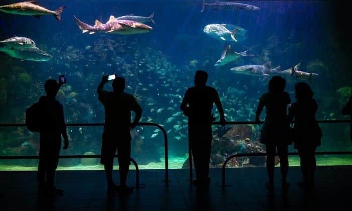 Aquarium de Veracruz promueve inmersión con tiburones