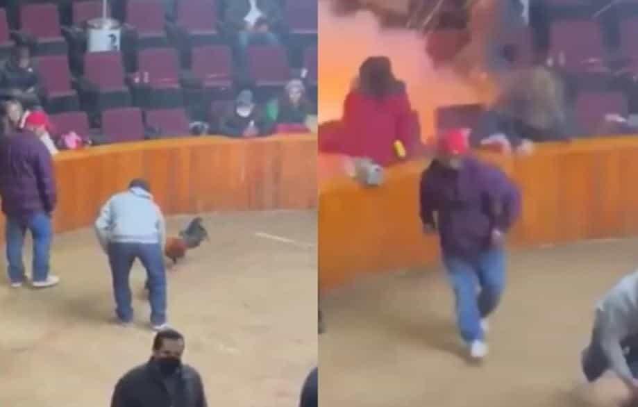 Explota granada durante pelea de gallos en Hidalgo (+Video)
