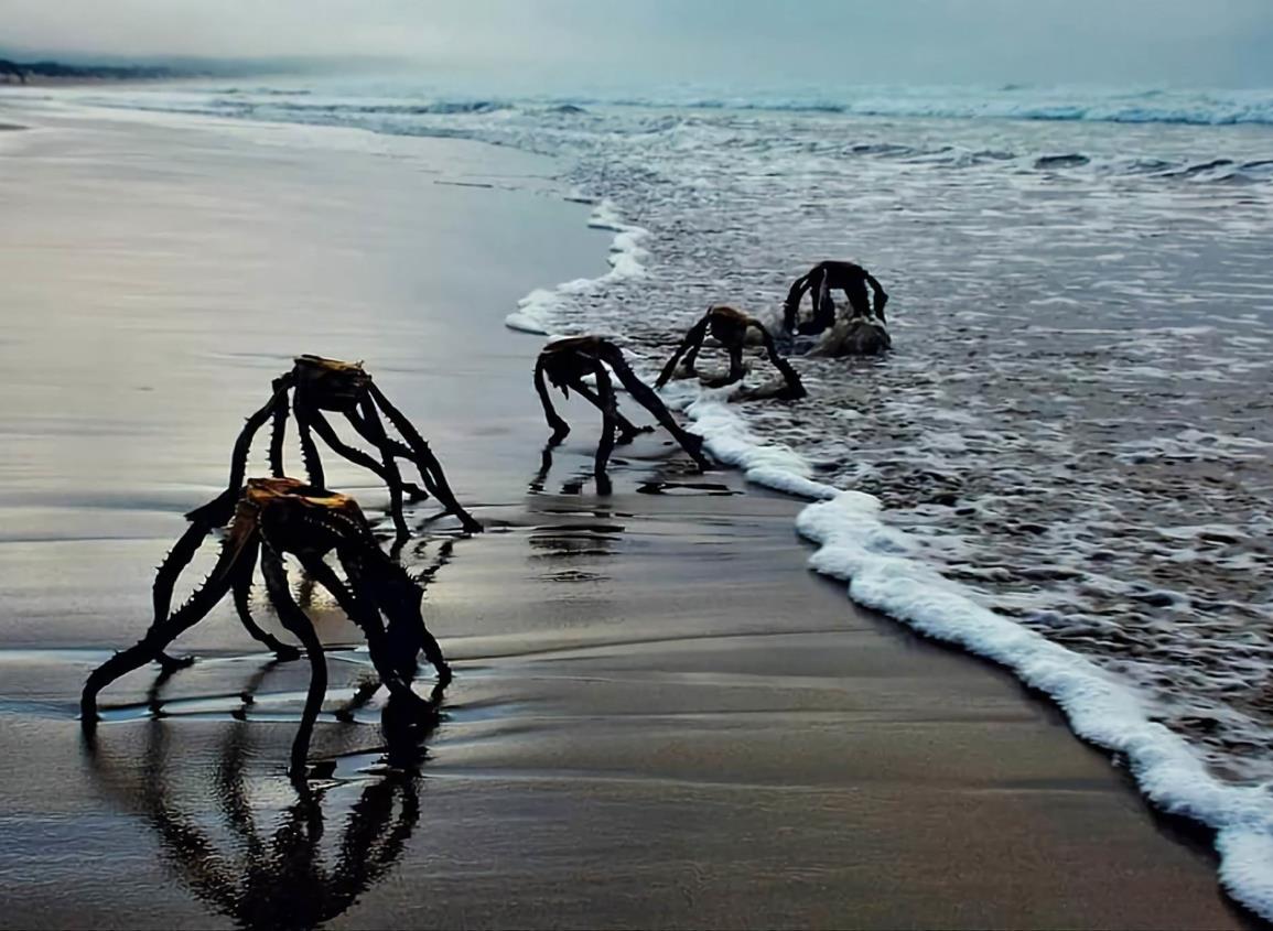 ¡Pánico en Sudáfrica!: ¿Criaturas desconocidas salen del mar?