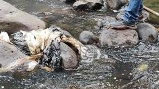 Hallan restos humanos en bolsas en el Río Consolapa, a altura del Puente del Diablo en Coatepec
