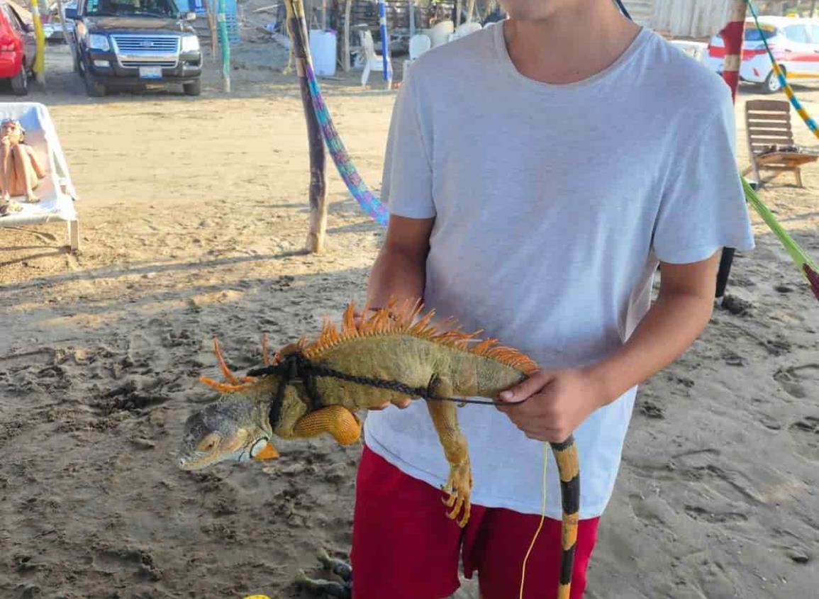 Bañistas denuncian venta ilegal de iguanas en playas de Antón Lizardo