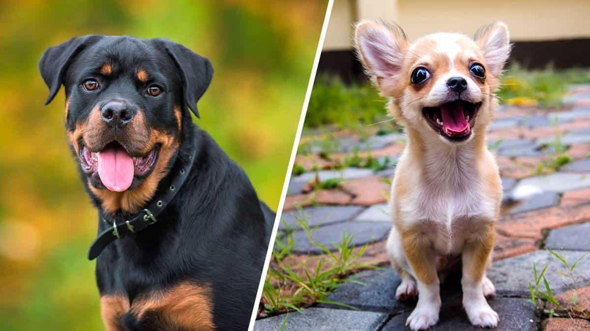 Esta raza de perro es la más inteligente, según un estudio