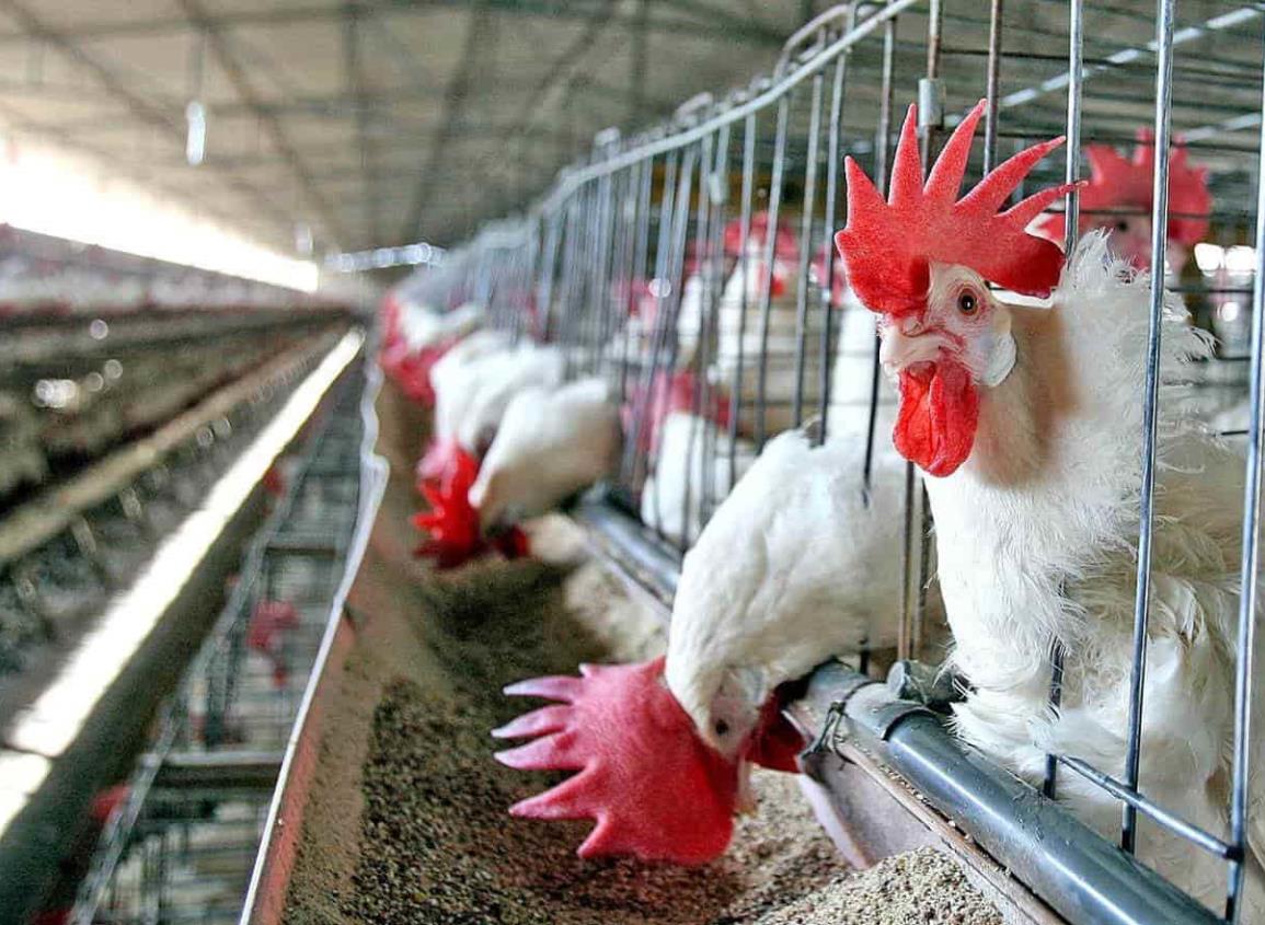 Veracruz, líder nacional en producción de carne de pollo y res en 2022