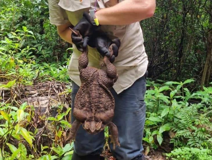 Hallan en Australia el más grande sapo de caña de 2.7 kilos