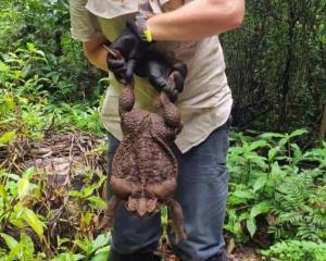 Hallan en Australia el más grande sapo de caña de 2.7 kilos
