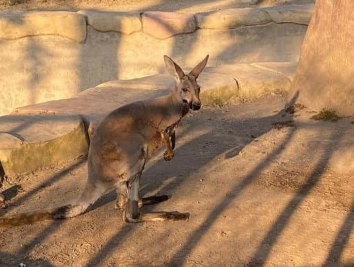Nuevo integrante de la Reserva Animal del río Orizaba, se trata de un pequeño canguro