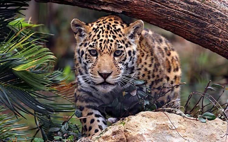 Detectan 31 plataformas en línea de libre acceso con venta de piezas de jaguar