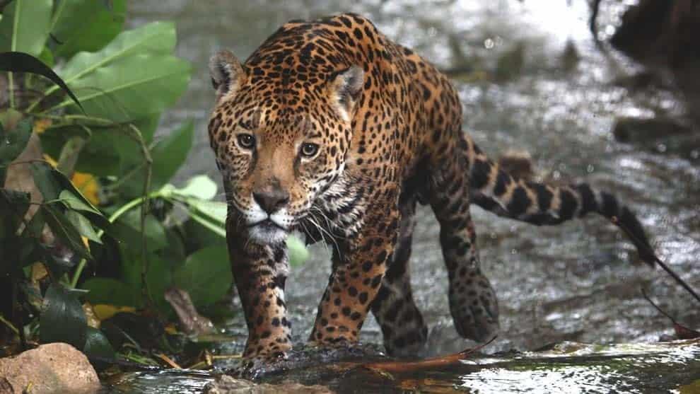 Detectan 31 plataformas en línea de libre acceso con venta de piezas de jaguar